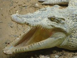 Green crocodile with the open mouth