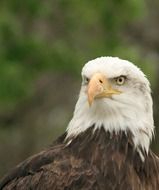 portrait of a majestic eagle