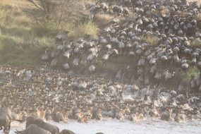 animal migration in Africa