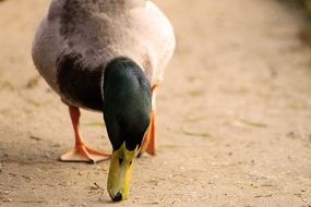 Duck Bird Eating outdoor portrait