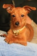 Puppy of a Mascot Dog