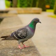 pigeon on a stone fence in a park