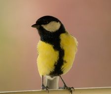 yellow songbird
