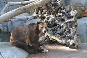 grizzly bear in the zoo aviary