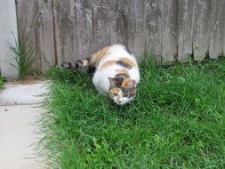 hunting tortoiseshell cat on green grass