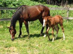 horse and foal on pasture