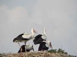 four young storks in the nest