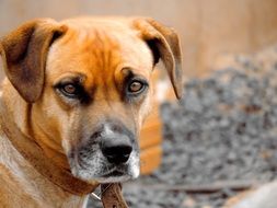 Portrait of the cute brown dog