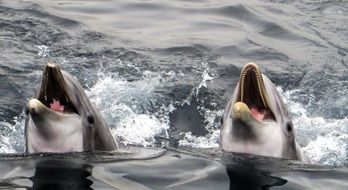 incredible Dolphin Sea