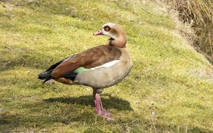 wild duck bird on green grass