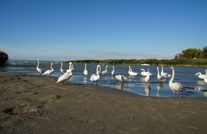 Swans in the lake