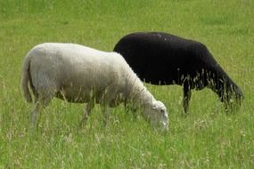 Black and White Sheeps on pasture