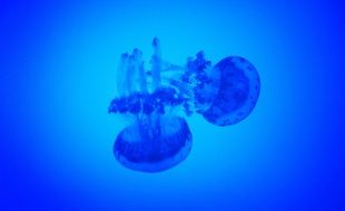 charming Water Jellyfish