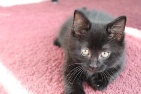 black kitten lies on the pink carpet