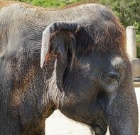 Portrait of elephant in profile