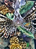 Poisonous Lionfish close up