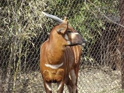 thoroughbred brown goat in an aviary