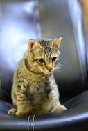 Cat Animal Kitten Cute Domestic