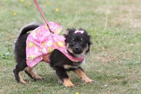 dog in pink clothes on a leash