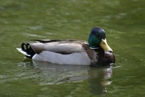 Duck bird swims in the pond