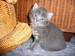 gray kitten near the basket