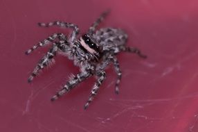 jumping spider on the red background