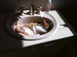 domestic red cat sleeping in wash-bowl