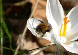 Close-up of the hummel on the white flower