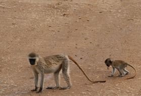 female monkey with a baby in tanzania