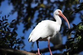 white bird on a tree in light and shadow