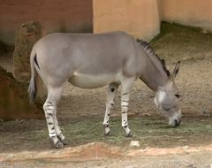 African ass in Africa