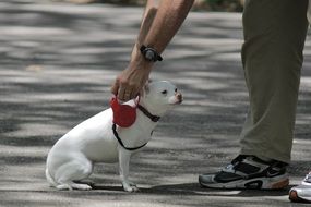 white puppy on a leash