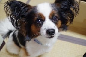 small dog with big ears close up