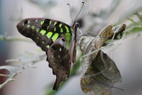 butterfly in wildlife