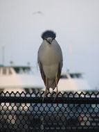 South Exotic Bird on fence