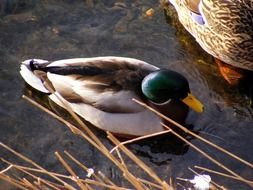 gorgeous beauty Duck Mallard