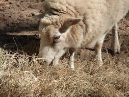 sheep on the farm