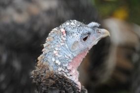 bald head of a turkey close up