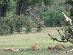 sleeping lions and a giraffe family in the steppe in Botswana