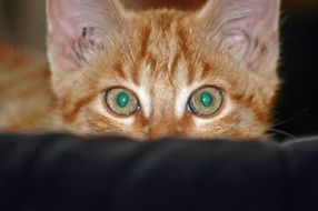delightful Cat