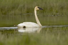 charming Trumpeter Swan