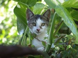 portrait of Cute Kitten looking from Green plants