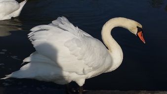 swan with white plumage on the water