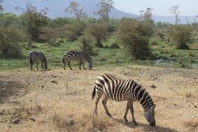 flock of zebras in tanzania