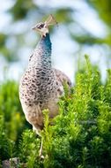 white peacock with crown