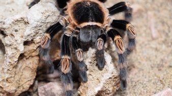 brown black fluffy tarantula