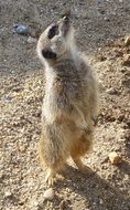 meerkat in a natural environment in the sun