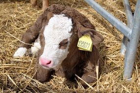 sleeping calf on a straw close-up