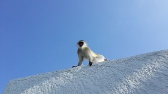 black face monkey on white wall