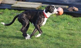 the dog with the ball runs through the green grass